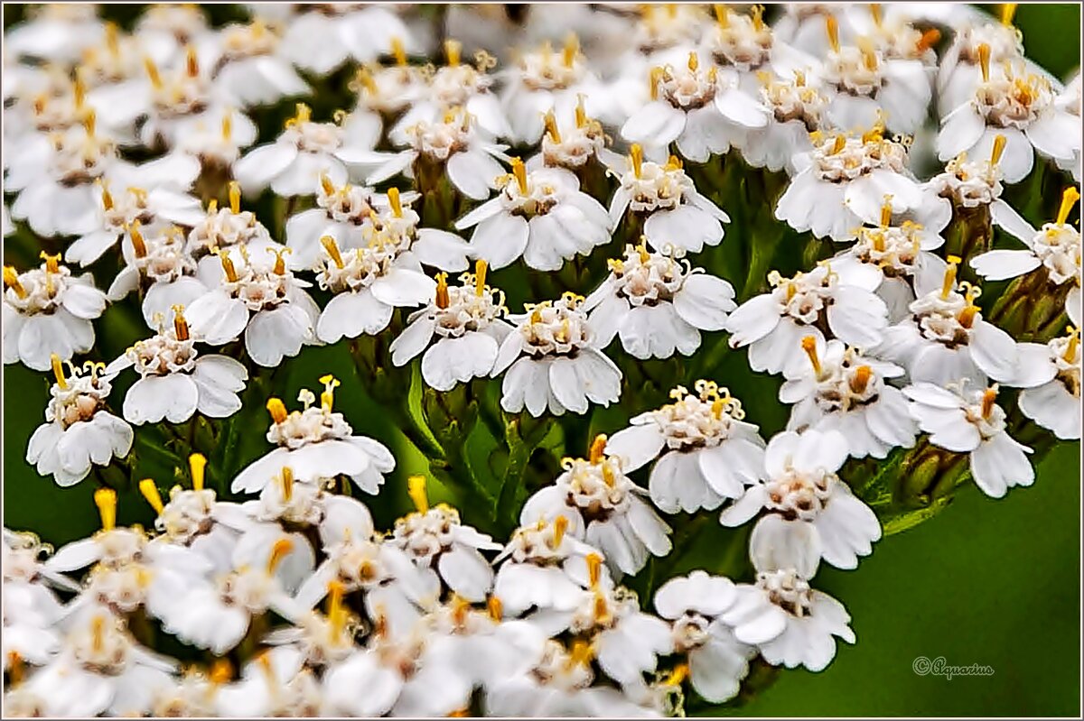 Про травы ... - Aquarius - Сергей Про травы ... - Aquarius - Сергей