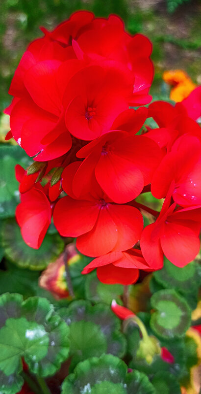 Городские цветы. Красная герань. - Лилия *