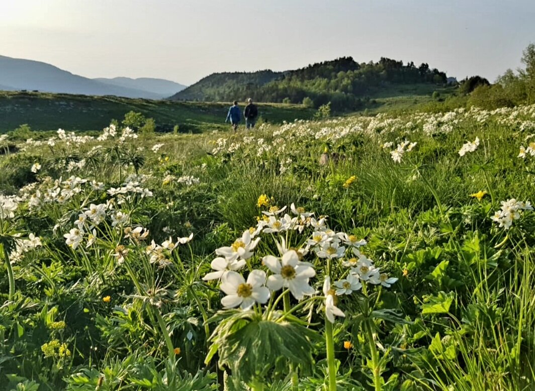 ПЛАТО ЛАГОНАКИ - Tata Wolf