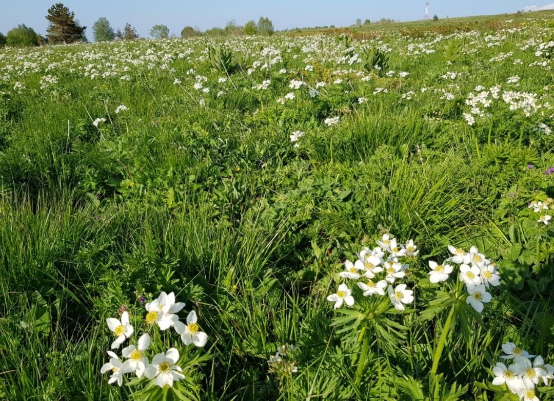 ПЛАТО ЛАГОНАКИ - Tata Wolf