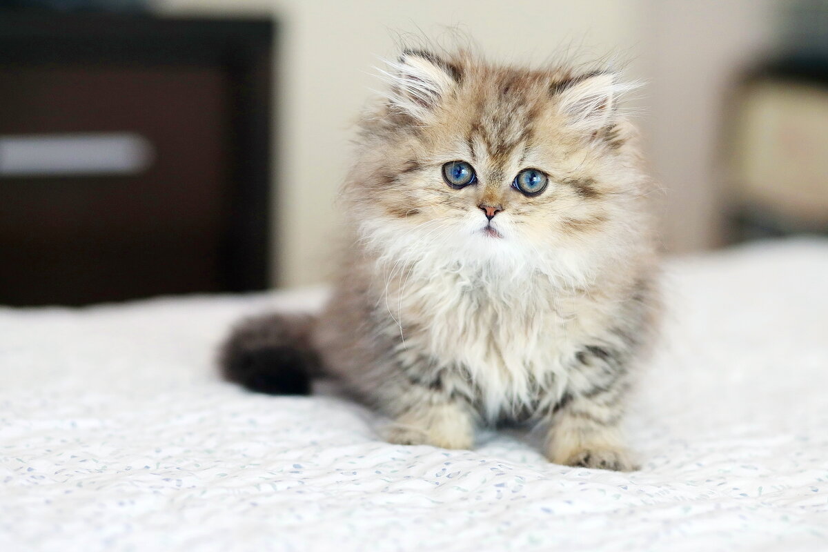 Маленький. - Оля Богданович