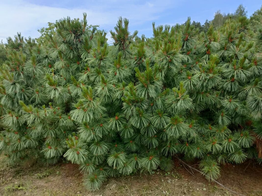 В Ботаническом саду Петрозаводска - Ирэн 