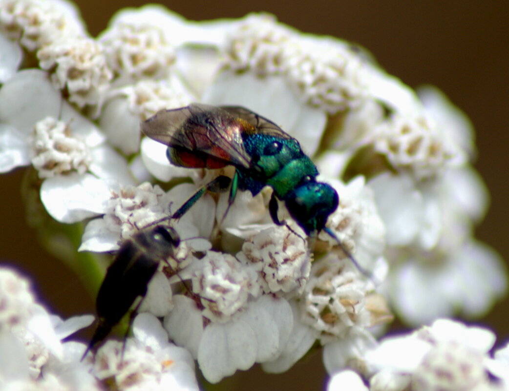 Оса блестянка - Сергей Владимирович Егоров