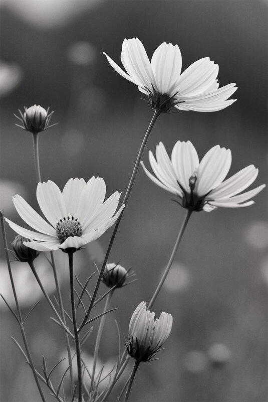 на лугу - Michel 