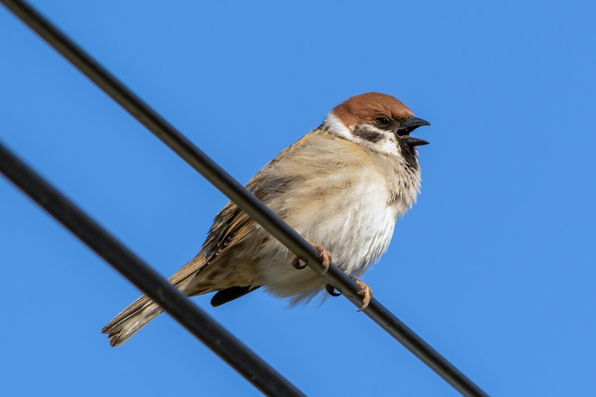 карррр))) - Виталий Емельянов