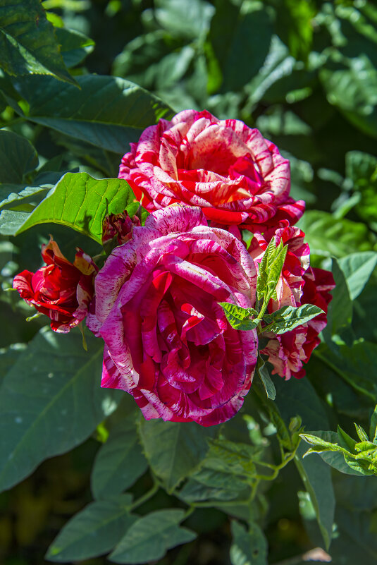 Розы - Анатолий Чикчирный