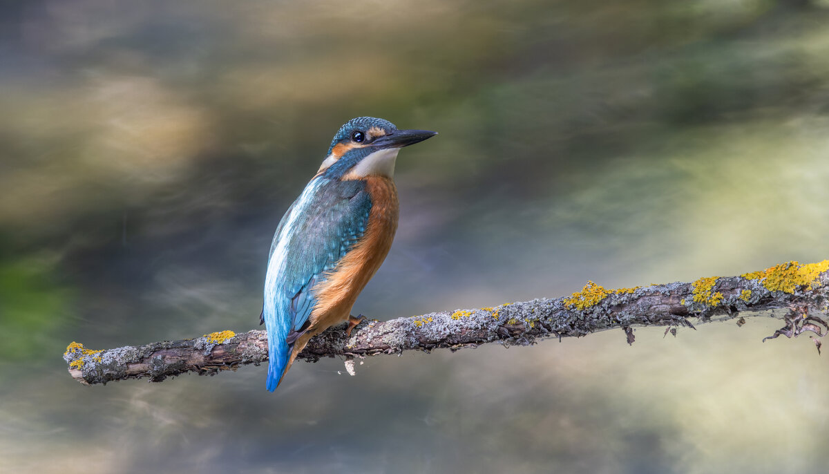 зимородок. - юрий макаров