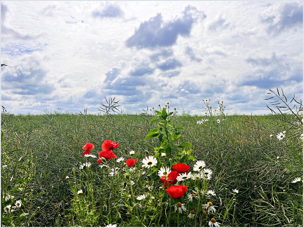 Полевые цветы. - Валерия Комова