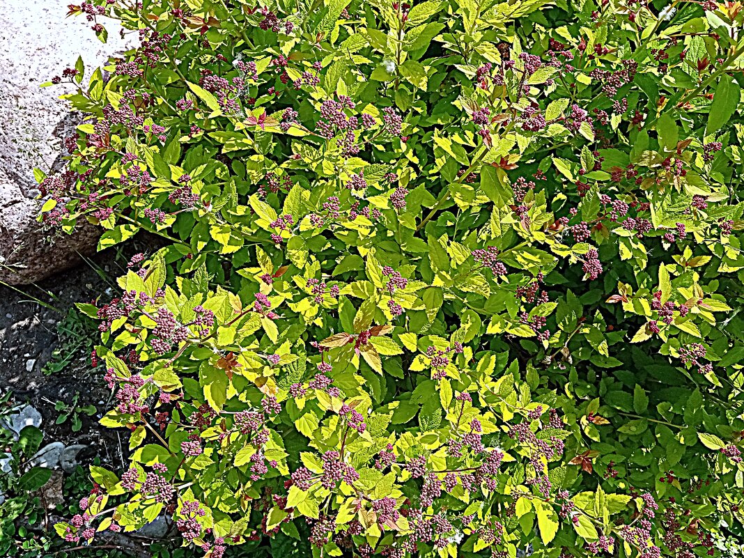 Цветы. - Владимир Драгунский Цветы. - Владимир Драгунский