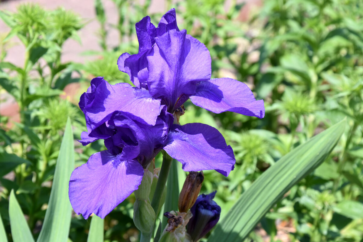 Москва. Усадьба Кусково. - Наташа ***** Москва. Усадьба Кусково. - Наташа *****