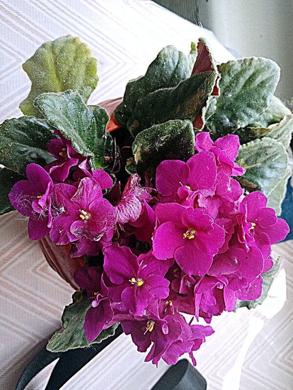 Цветы. - Владимир Драгунский Цветы. - Владимир Драгунский