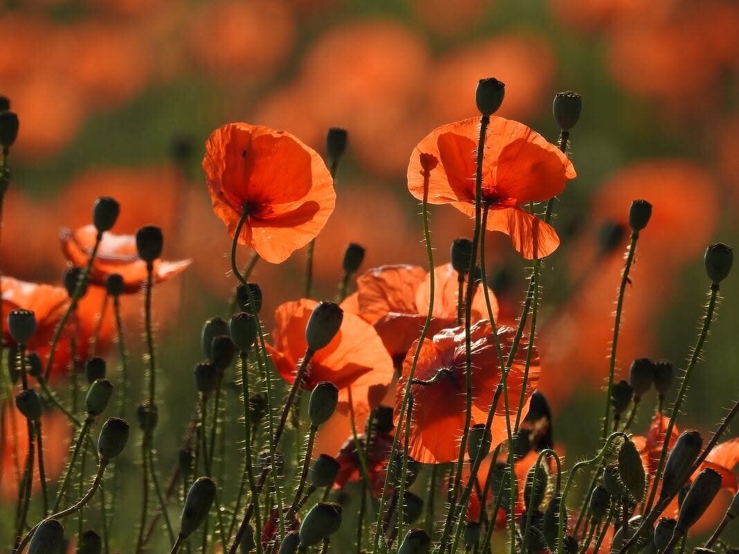 Маки цвітуть - Степан Карачко