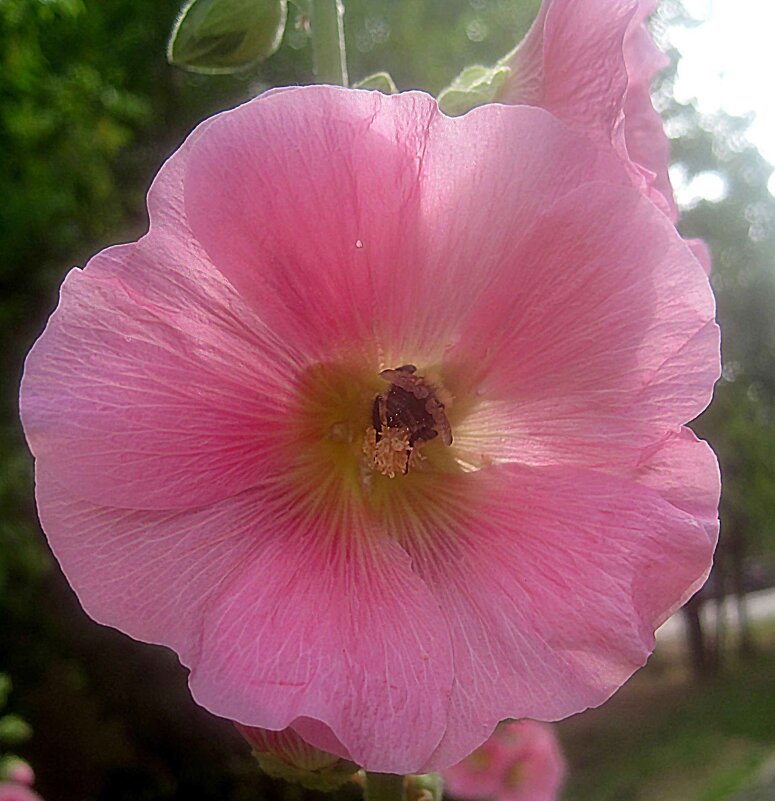 Мальва - Елена Семигина Мальва - Елена Семигина