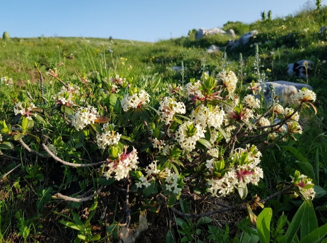 АЛЬПИЙСКИЕ ЛУГА ЛАГОНАКИ - Tata Wolf