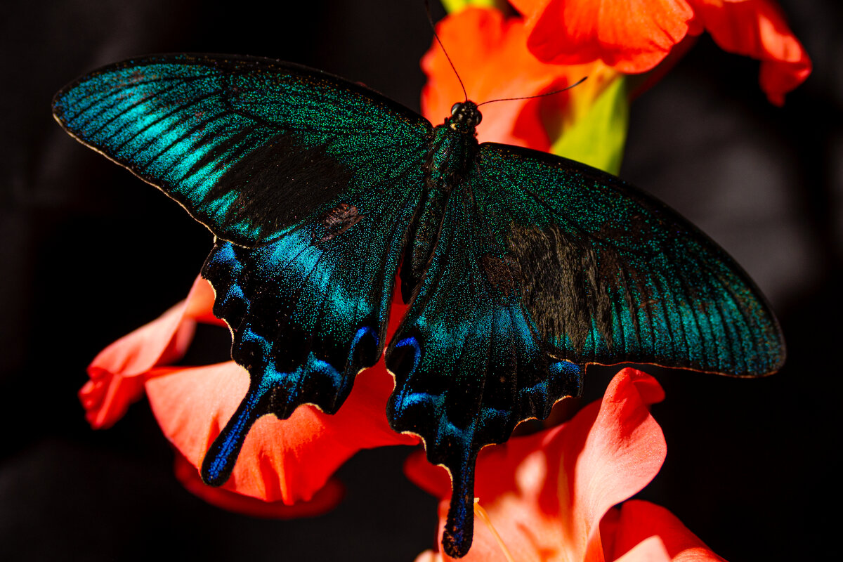 1 - Сергей Флетчер