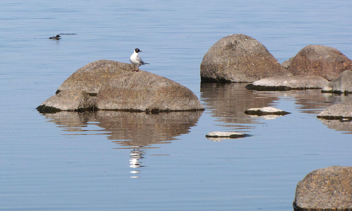 Птички - Александр Ильчевский Птички - Александр Ильчевский