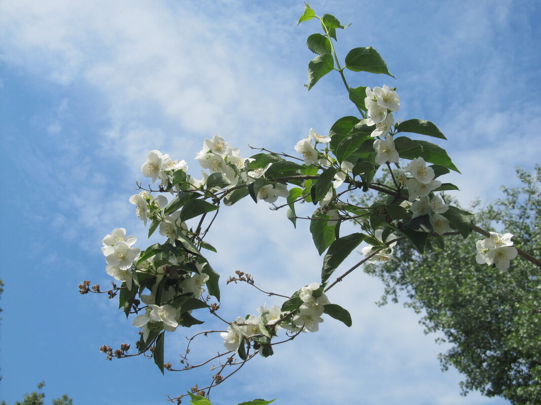 Ах, июнь ! - Елена Шаламова