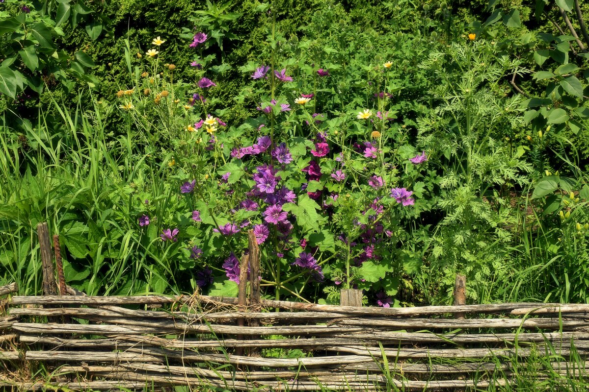 Цетущее лето. - Татьяна Помогалова