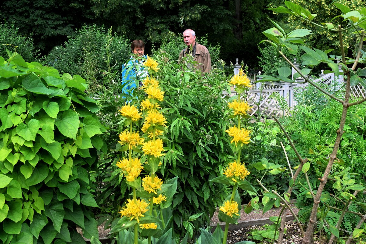 Горечавка жёлтая. - Татьяна Помогалова