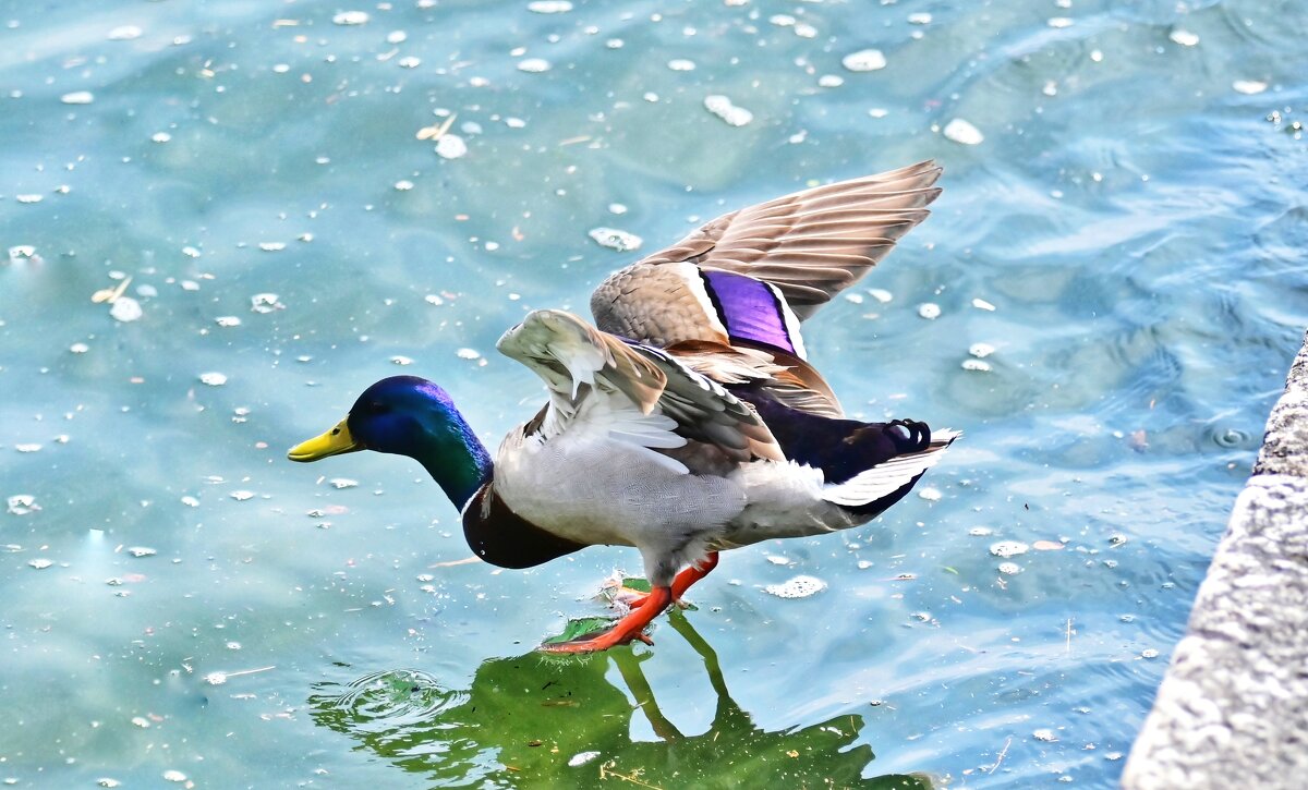 На посадку - Светлана 