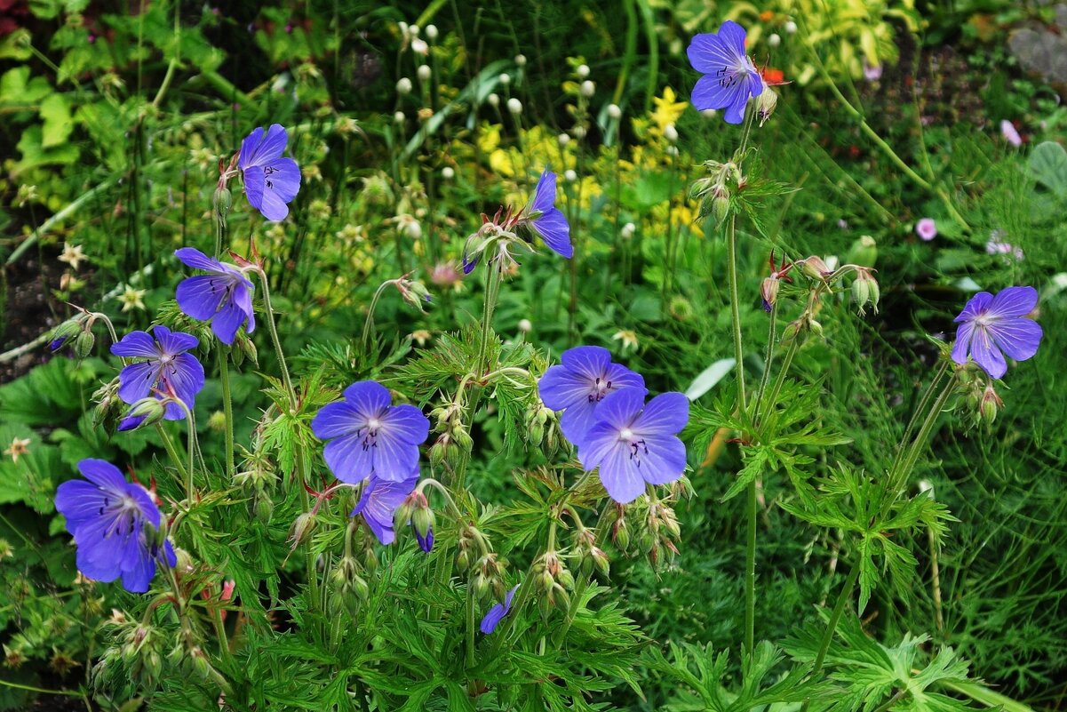 Герань луговая - Рита Симонова Герань луговая - Рита Симонова