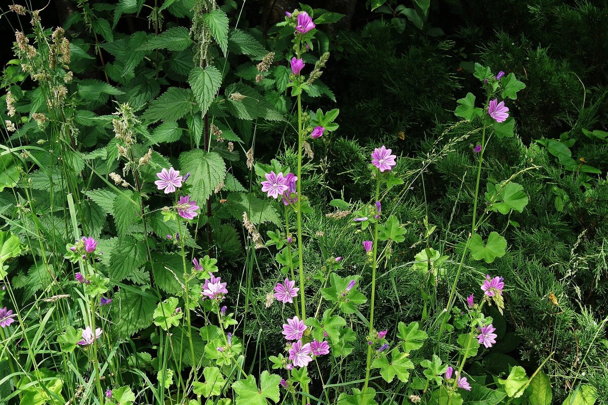 Мальва лесная - Рита Симонова