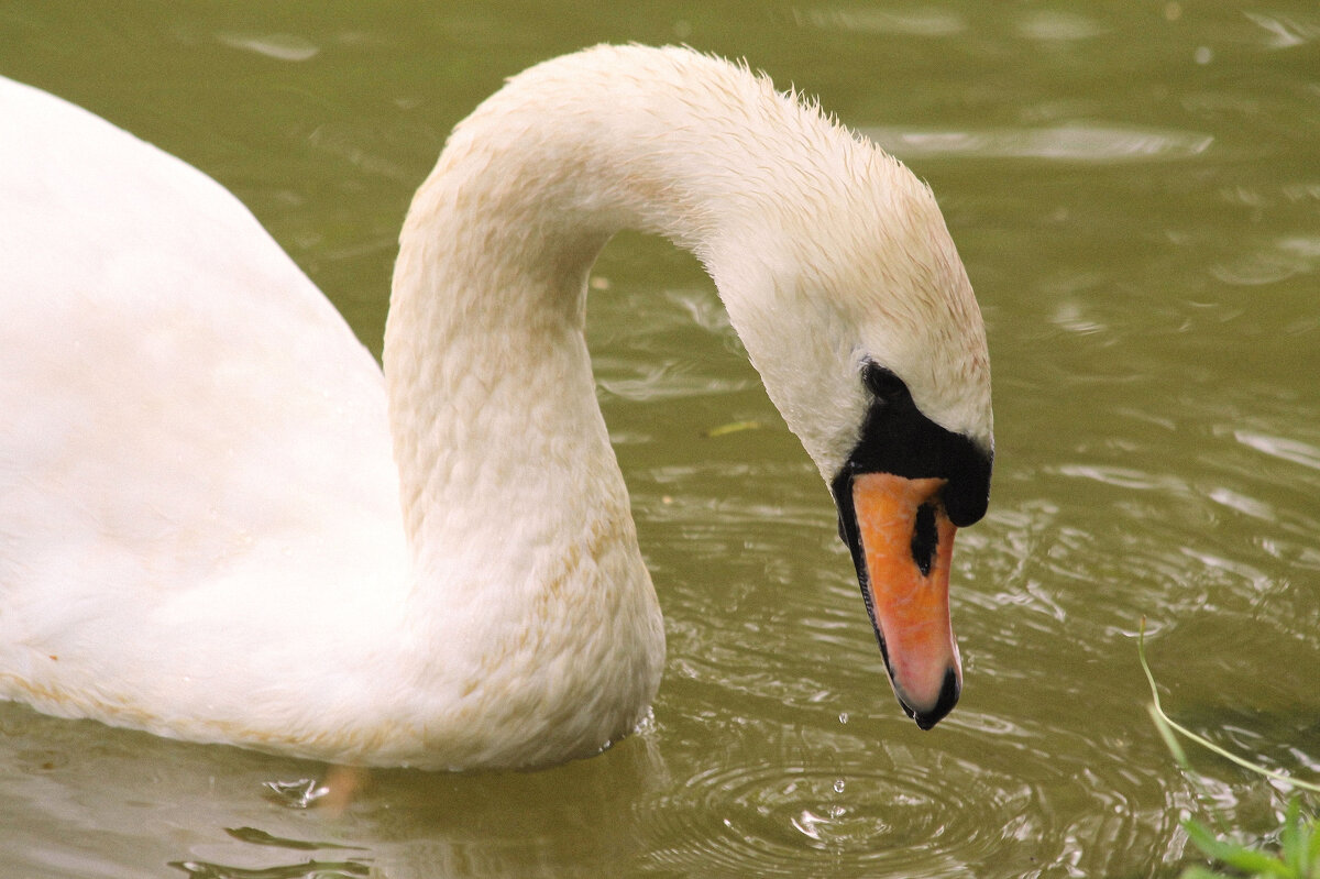 Лето. Утро на ферме. - Арина Невская Лето. Утро на ферме. - Арина Невская