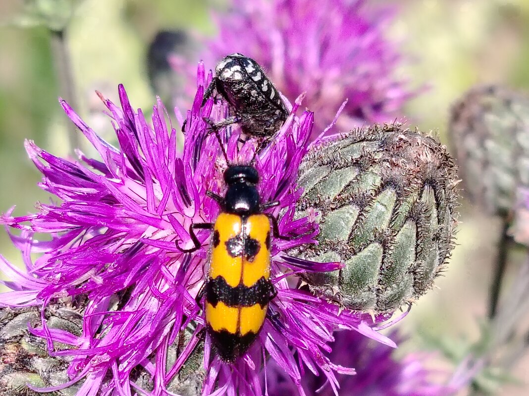 Красивое на красивом! - Надежда 