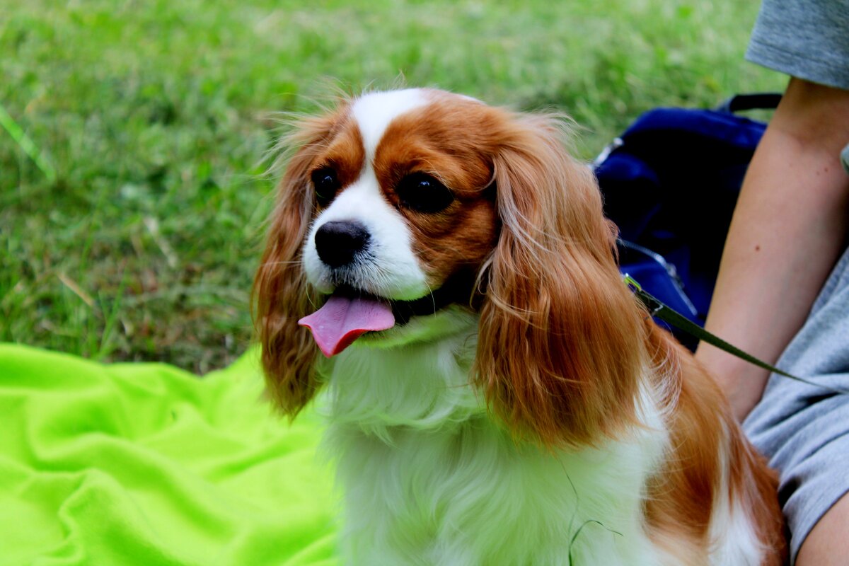 Лэди - Дмитрий (Горыныч) Симагин