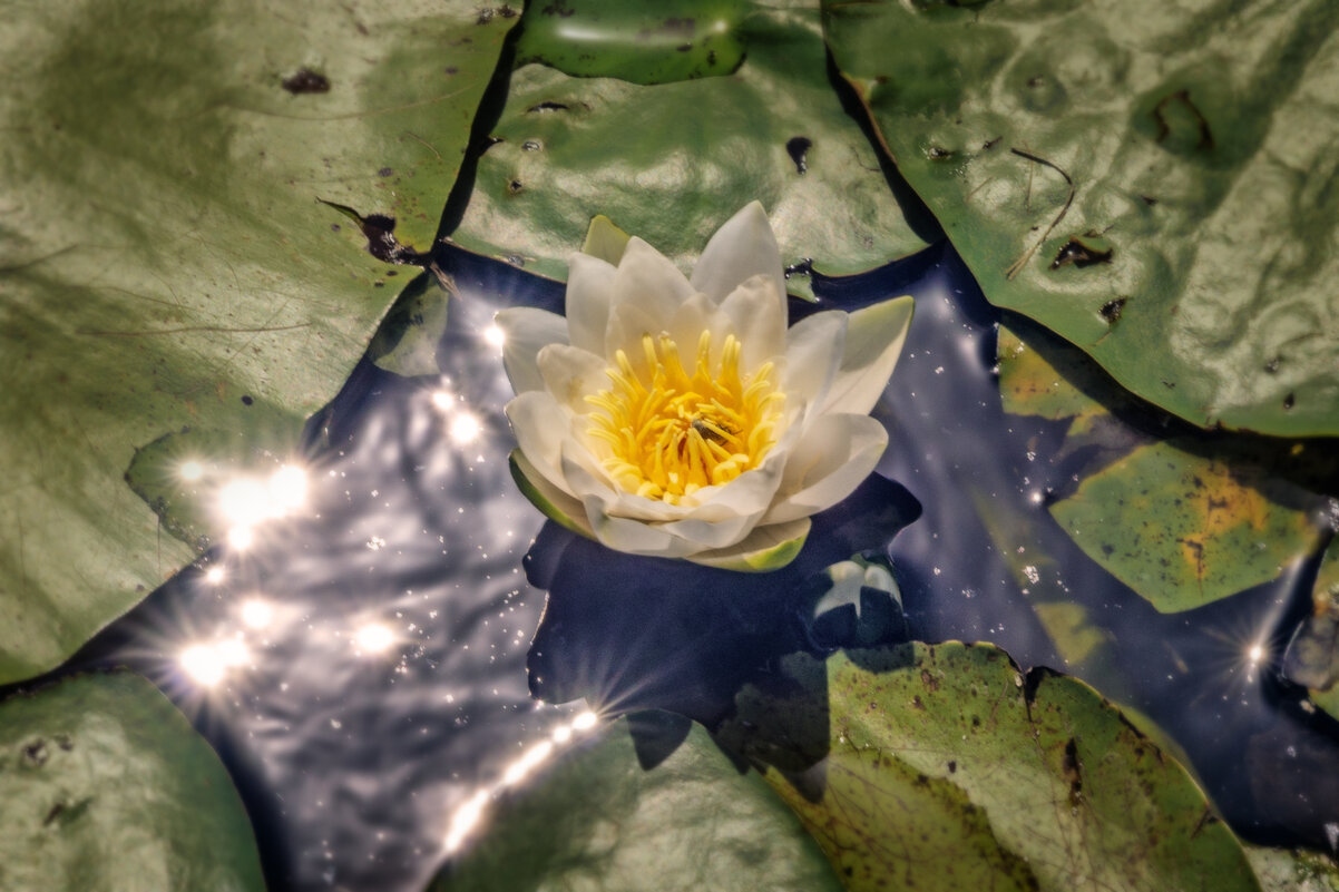Кувшинка в лучах - sorovey Sol
