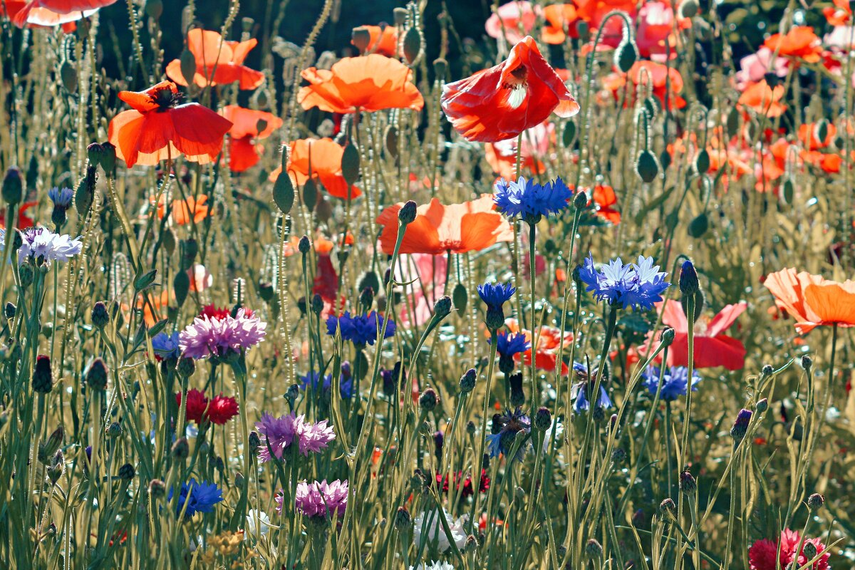 Весёлая лужайка) - Марина 