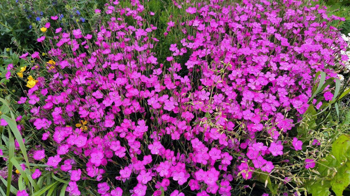 Яркие краски июля. - Ольга 