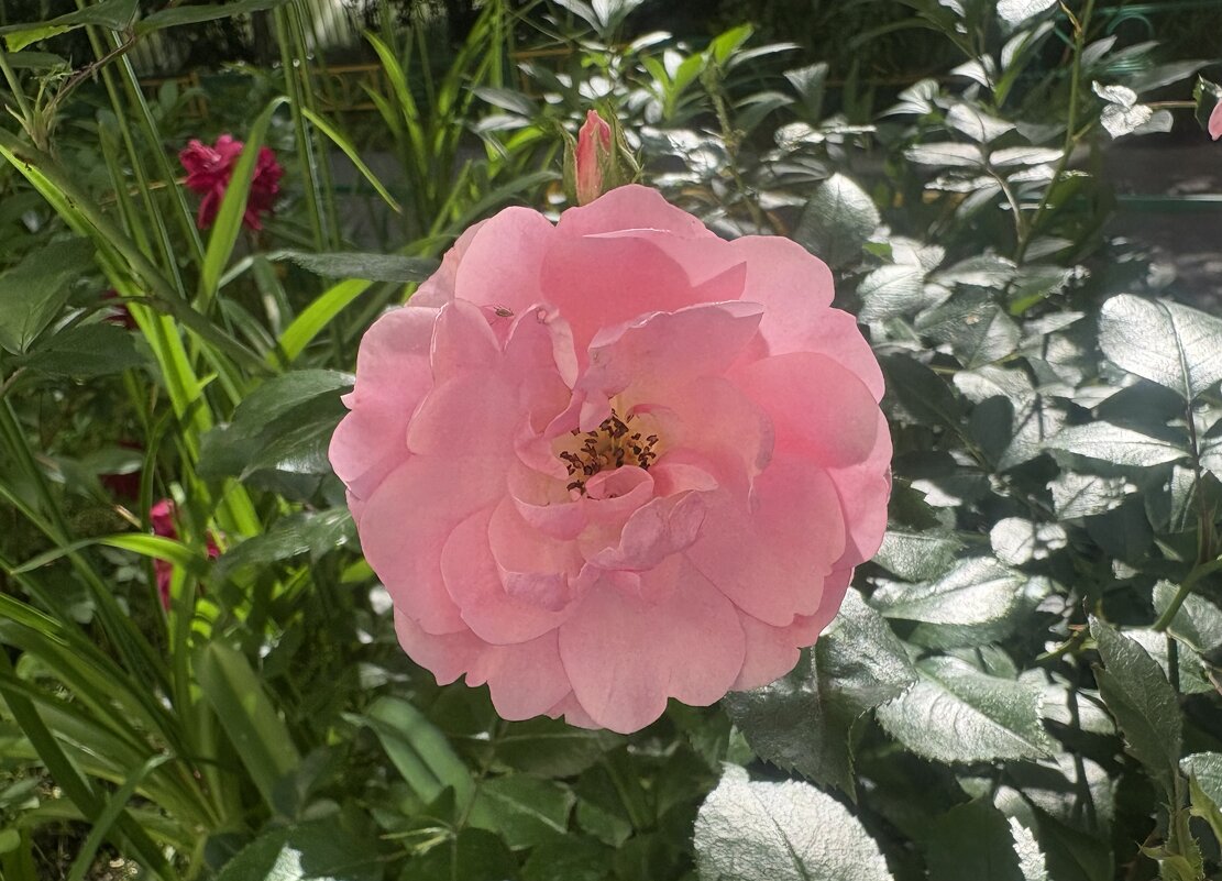 Розовая роза в розовом цвету... - Наталия Павлова