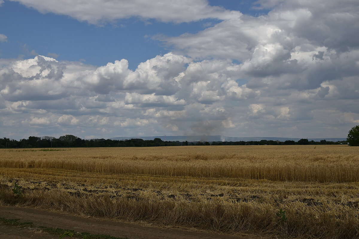 Зреют хлеба - Александр 