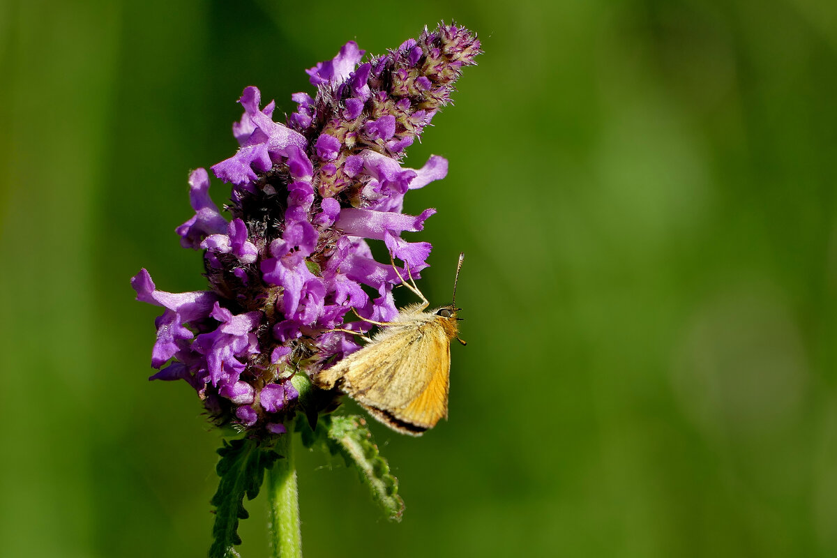 из снятого сегодня 7 - Александр Прокудин из снятого сегодня 7 - Александр Прокудин