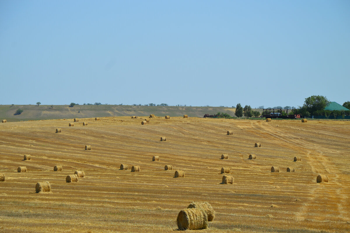 Убранное полюшко.... - Надежда Куркина 