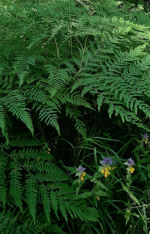 В лесу - Наталья Герасимова