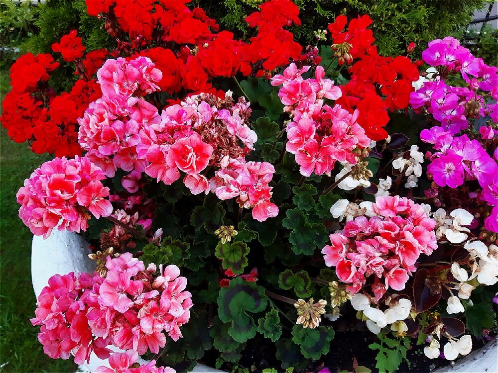 Цветник! - Нина Андронова