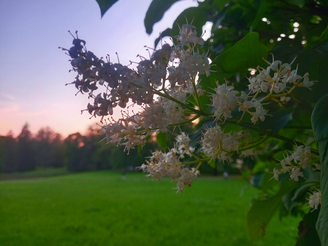 Амурская сирень - Сапсан 