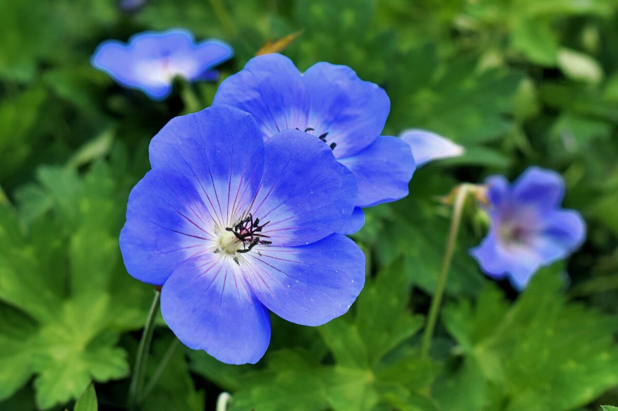 Герань луговая, или журавельник луговой. - Татьяна Помогалова