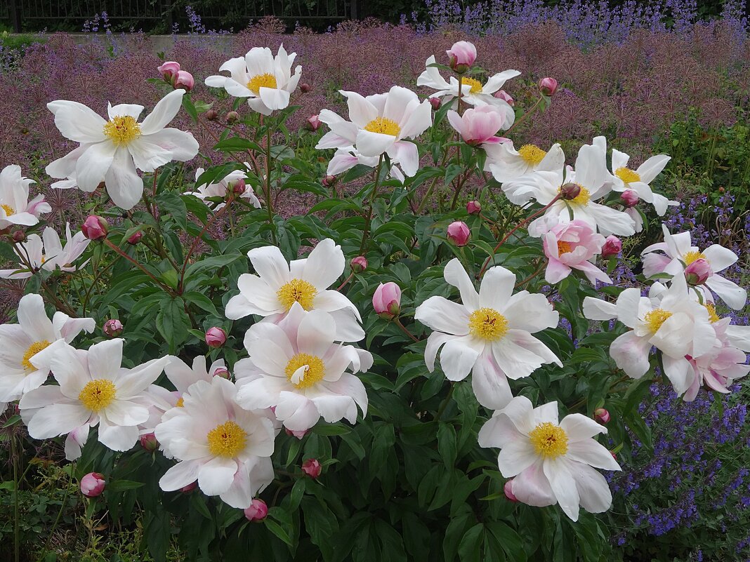 Куст белых пионов - Лидия Бусурина