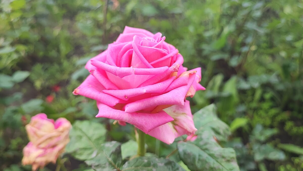 ,,, - Сергей Тимоновский