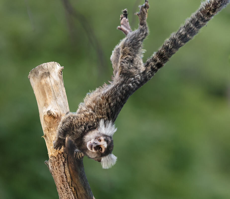 Игрунка - SanSan 