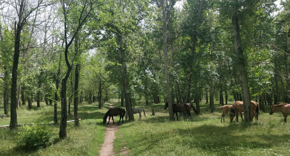 Тропинка в тополиной роще - Андрей Хлопонин