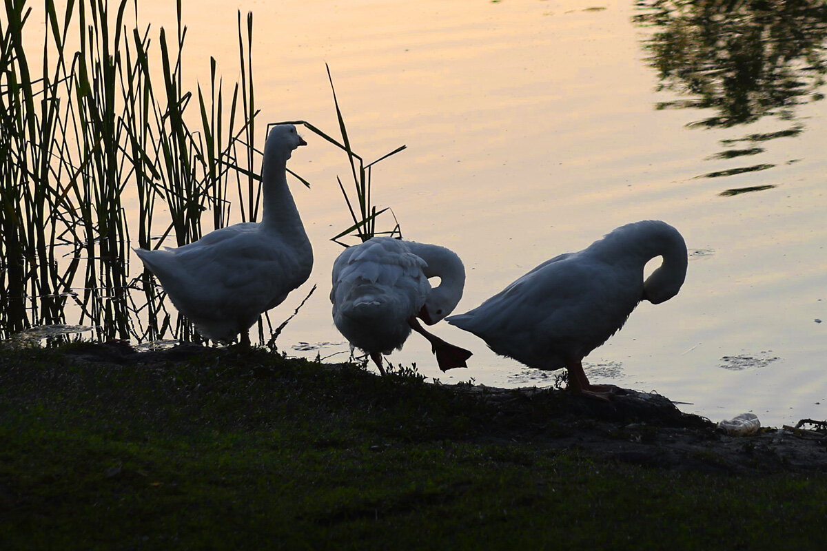 Утренний моцион - Алексей Кадыков Утренний моцион - Алексей Кадыков