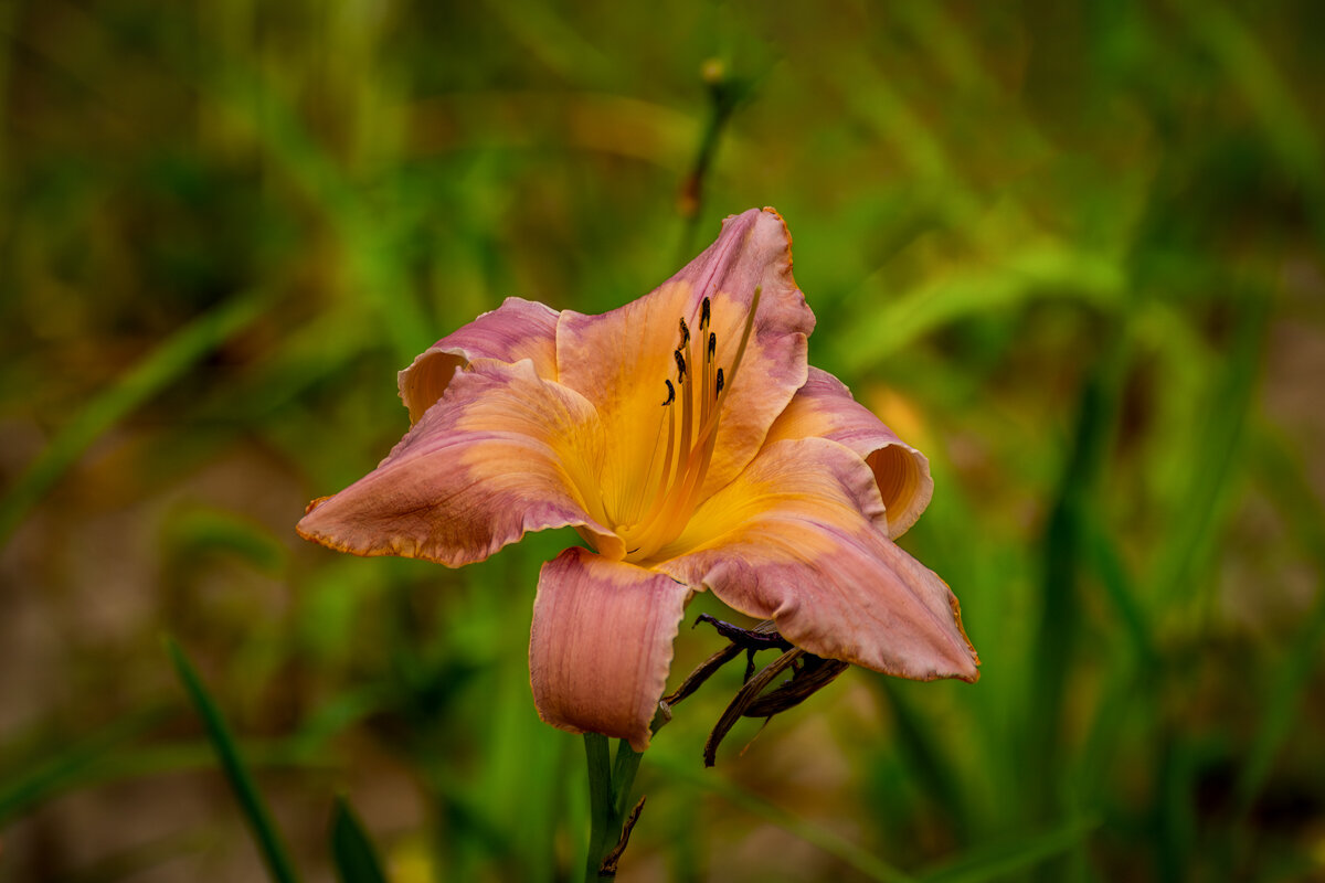 Лилия - Игорь Сикорский