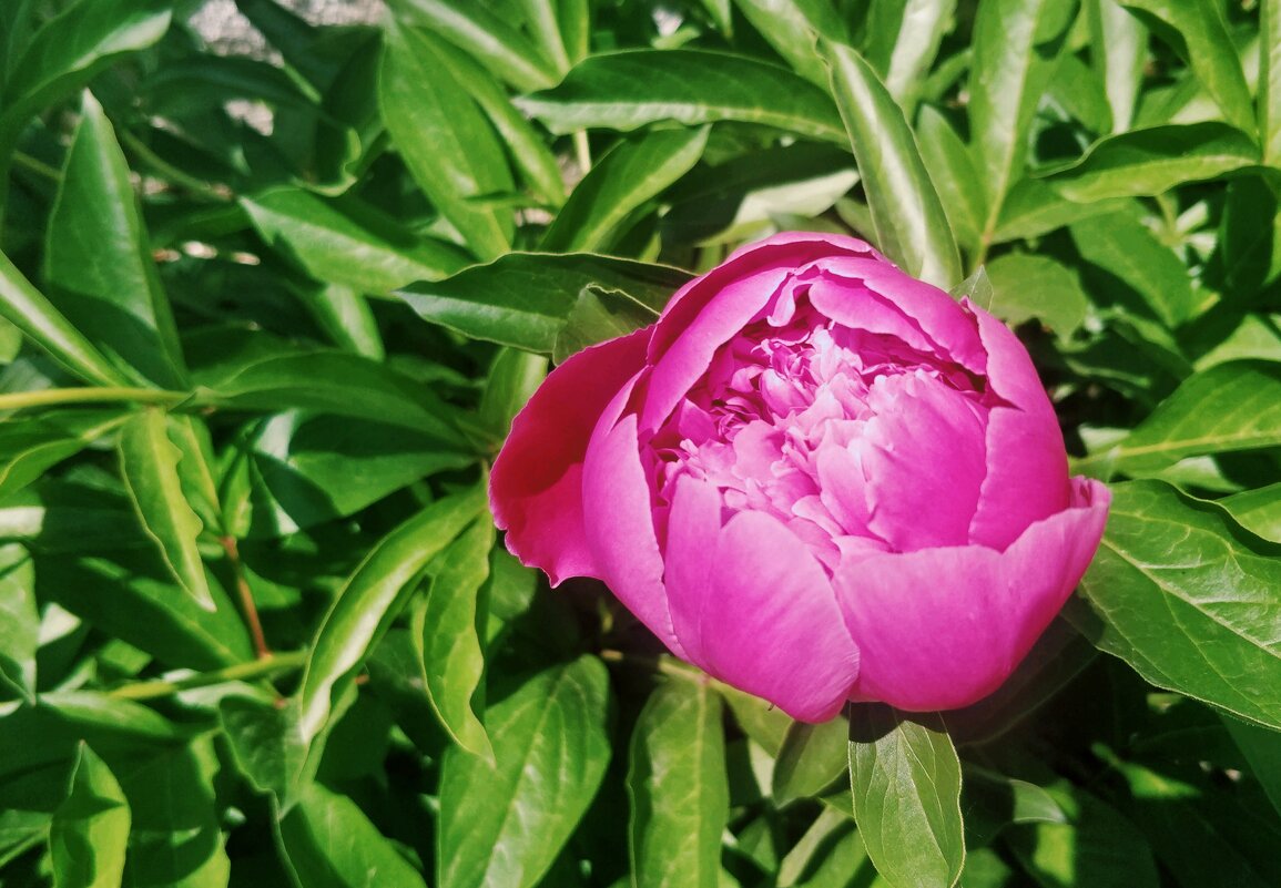 Красавец пион - Андрей Хлопонин