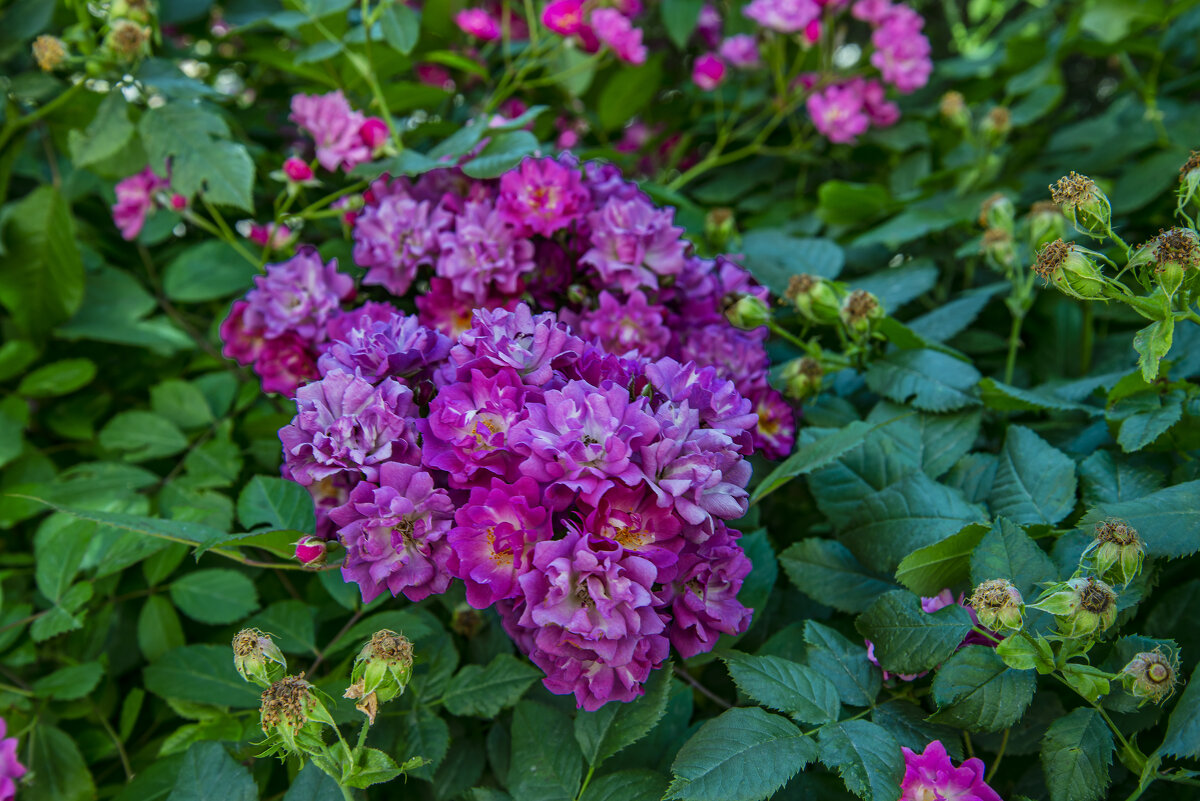 Розы - Анатолий Чикчирный