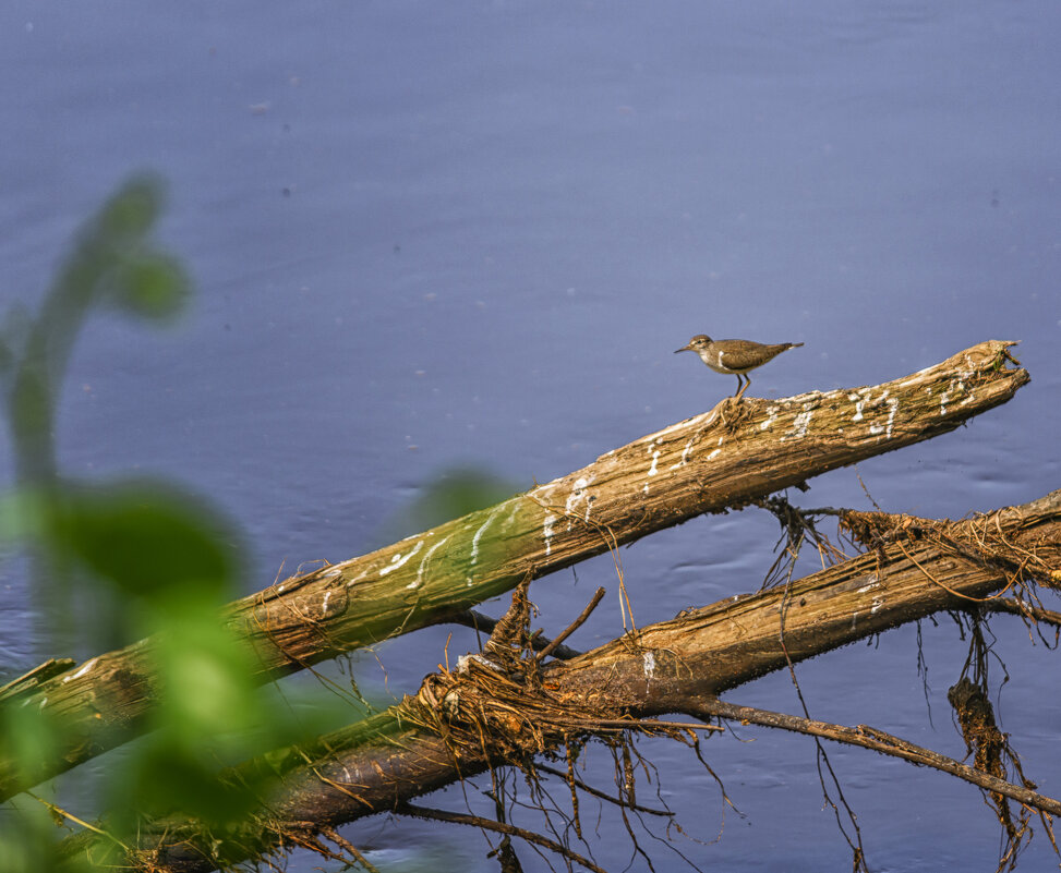Кулик на коряге - Сергей Цветков