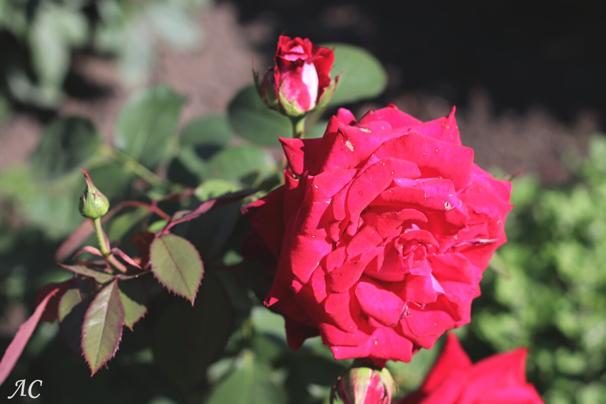 Вновь розы! - Любовь Сахарова